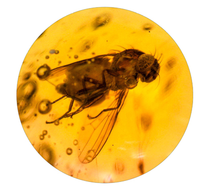 fossilized fly and other insects in amber  - 40 million years old