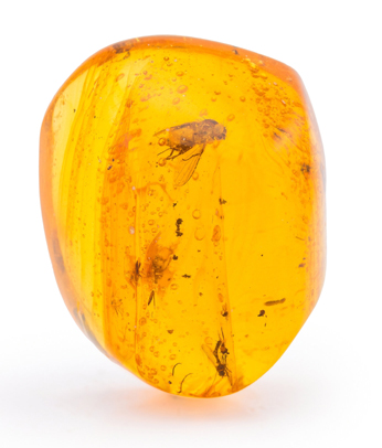 fossilized fly and other insects in amber  - 40 million years old