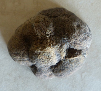 colorful coprolite