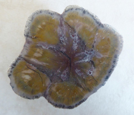 colorful coprolite