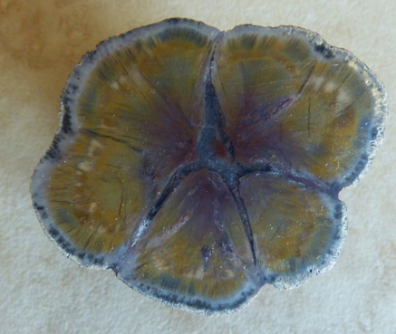 colorful coprolite
