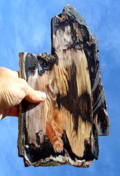 cherry creek petrified wood