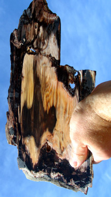cherry creek petrified wood