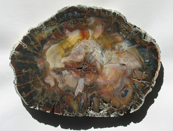 petrified wood slice