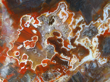 petrified wood slice