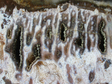 petrified wood slice