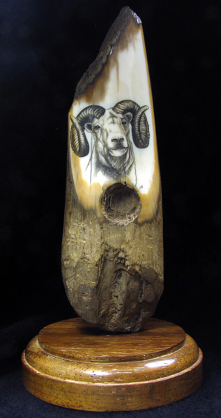published fossilized walrus ivory scrimshaw