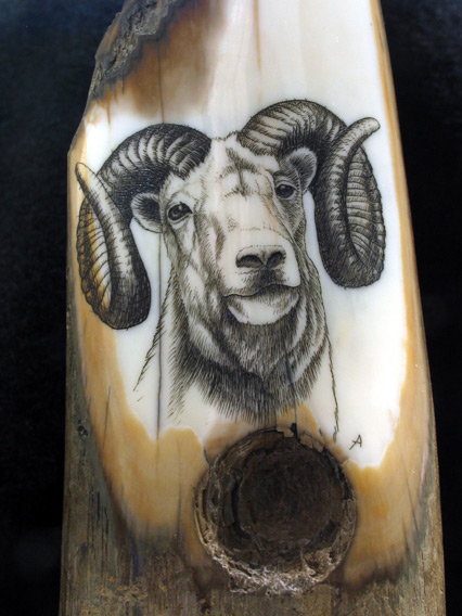 published fossilized walrus ivory scrimshaw